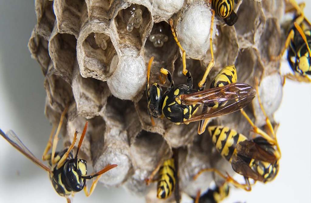 Las reacciones alrgicas graves por picaduras de avispas y abejas aumentan en los ltimos aos