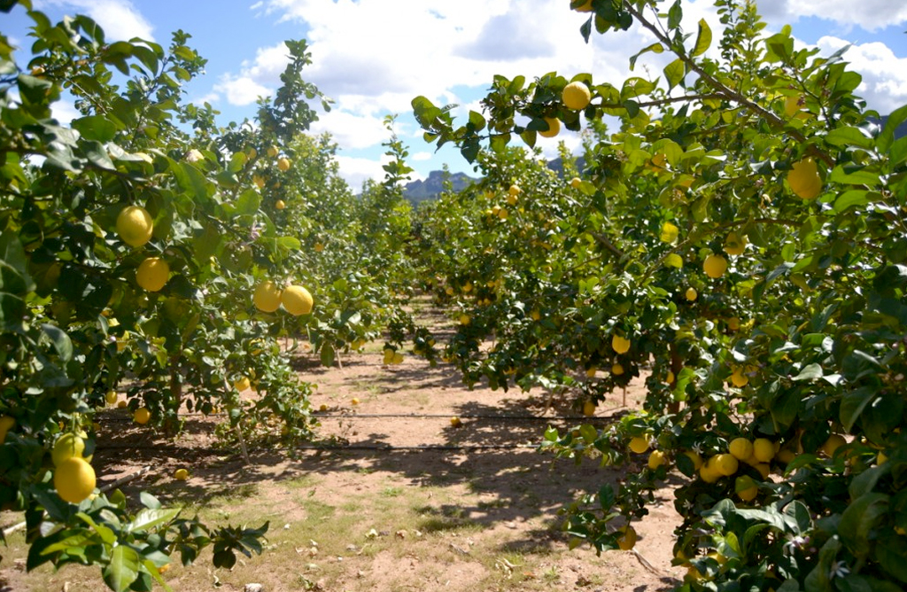 El sector del limón en la Región, en crisis por la sobreproducción y la entrada de cítricos de otros países