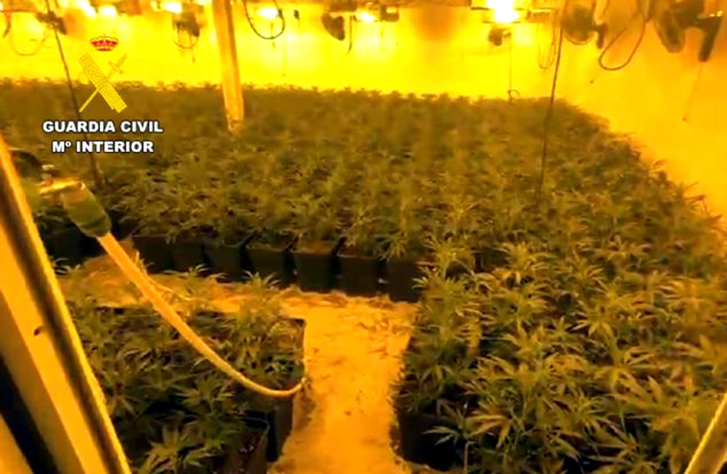 Desmantelan un macrocultivo con ms de 2.000 plantas de marihuana y detienen a dos personas en Totana
