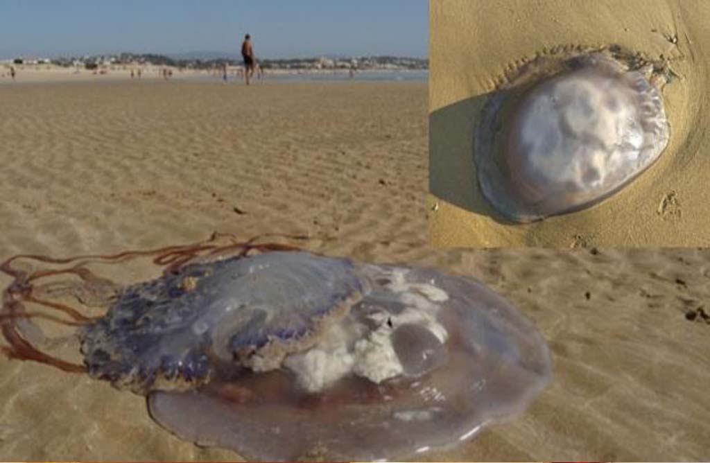 Salud recuerda que la picadura de medusa solo es grave en casos excepcionales