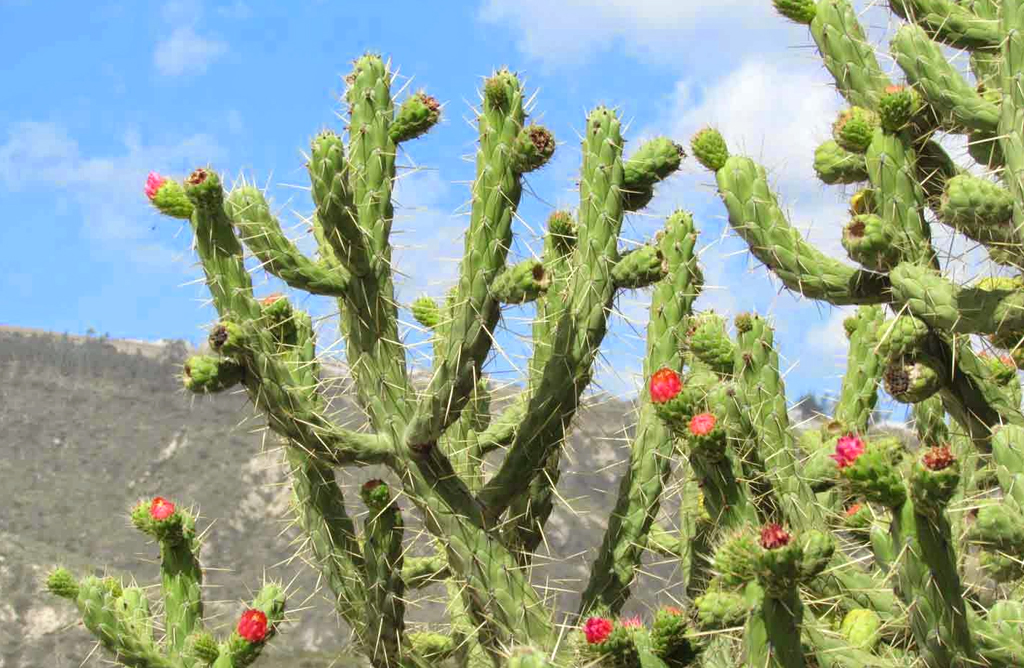 Medio Ambiente actuar contra las especies de flora invasoras en el paraje de la Acea del Hierro