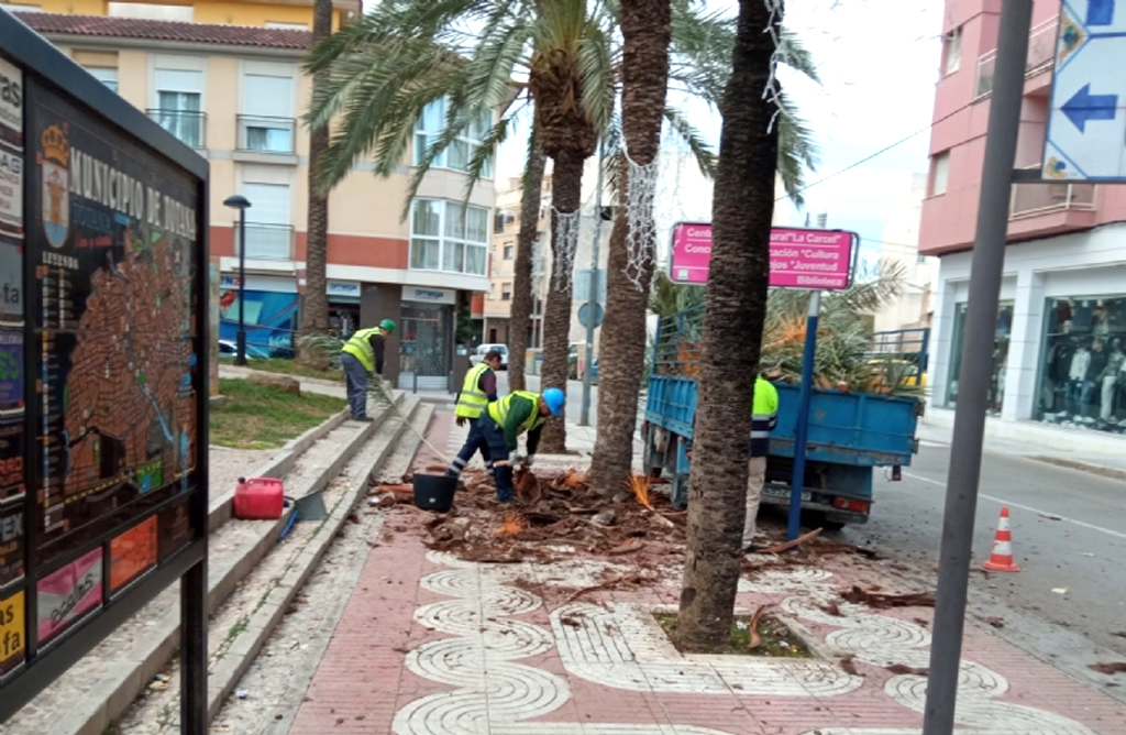 Durante 9 semanas se trabajar en la poda y mejora de la jardinera de las zonas verdes de Totana